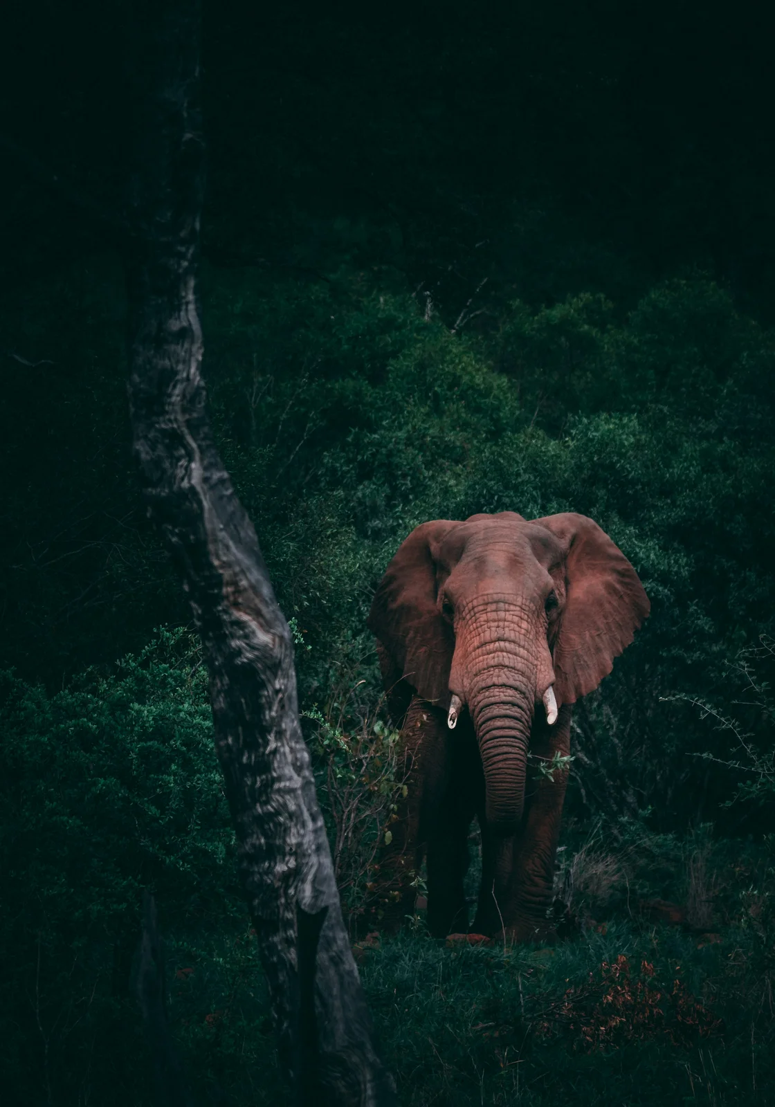 Guardian of the Forest