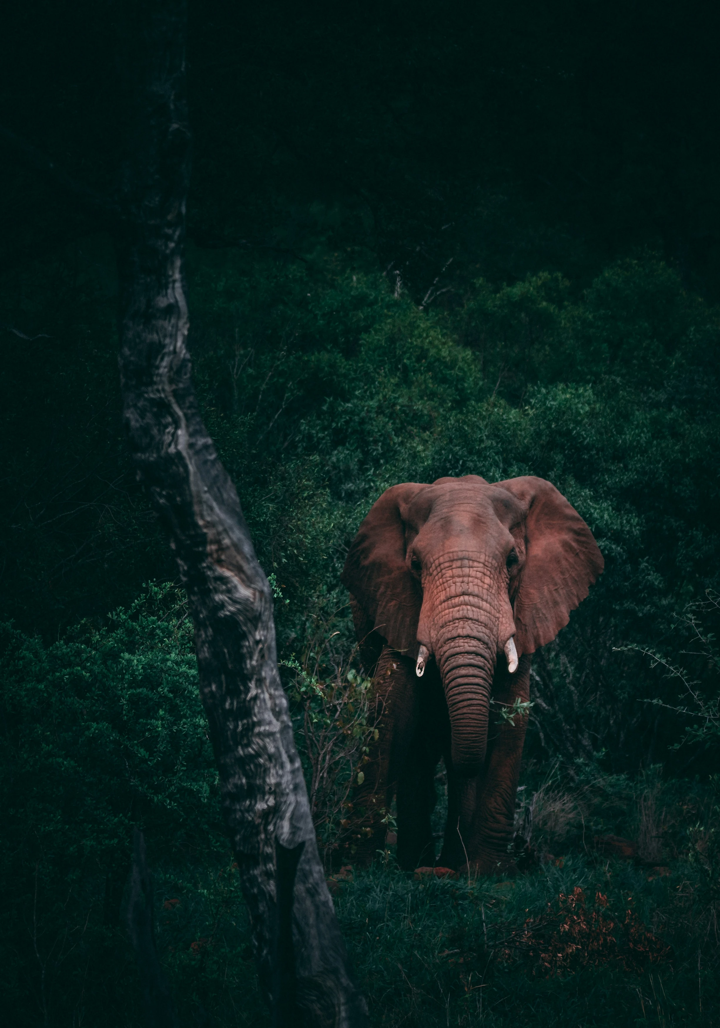 [Wildlife film title]