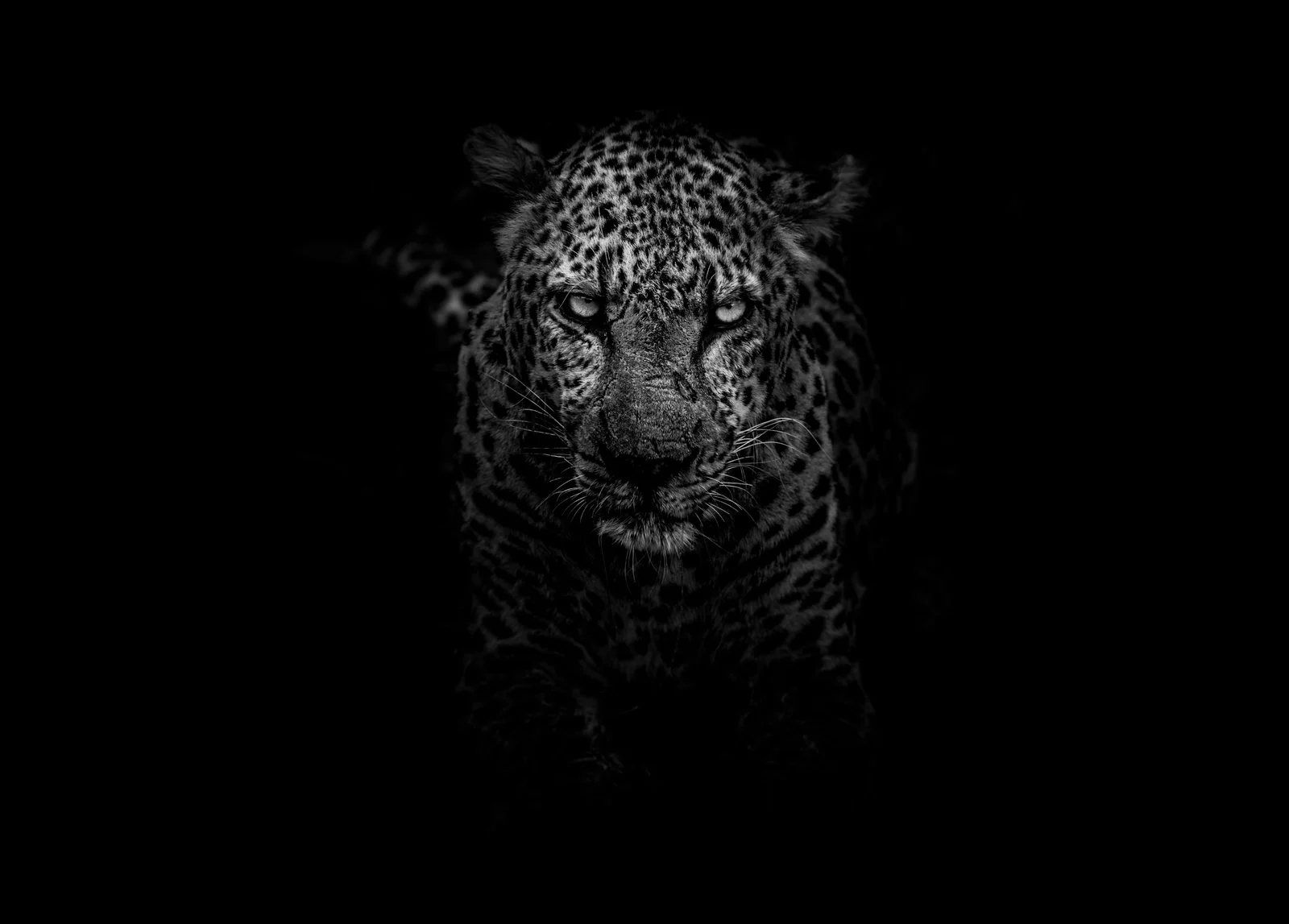 Out of the Dark