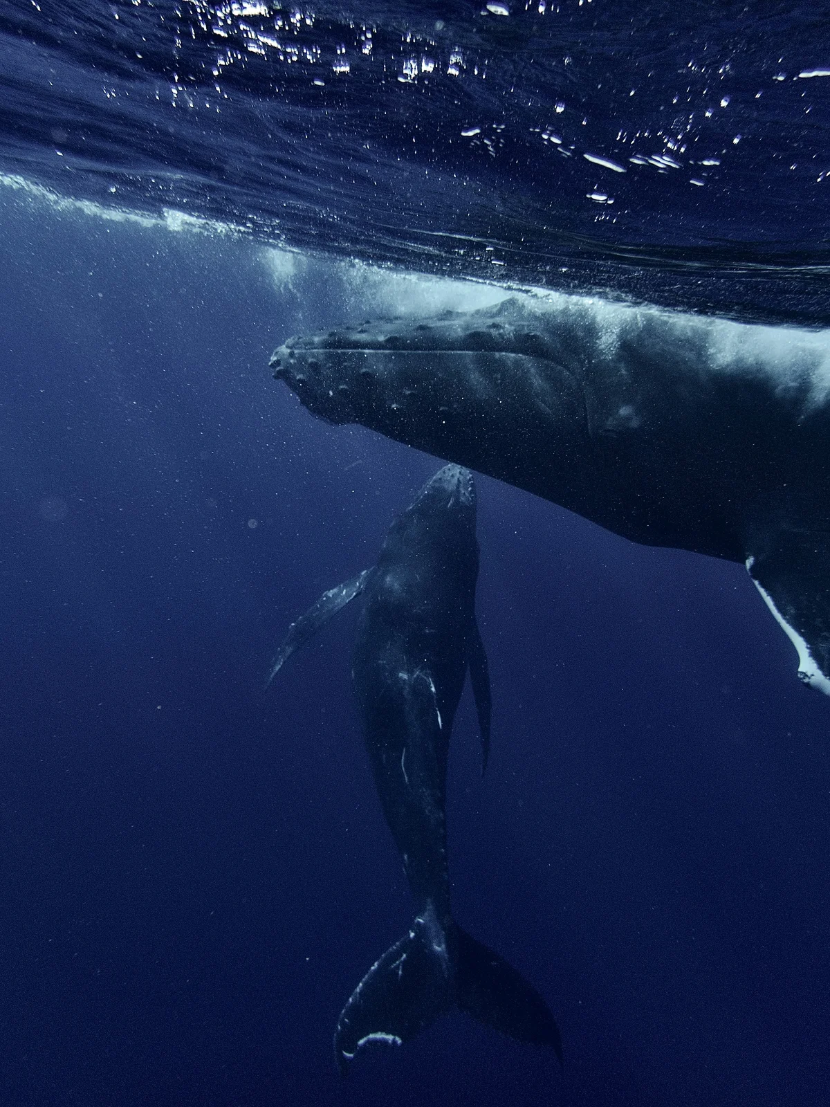 Two Giants