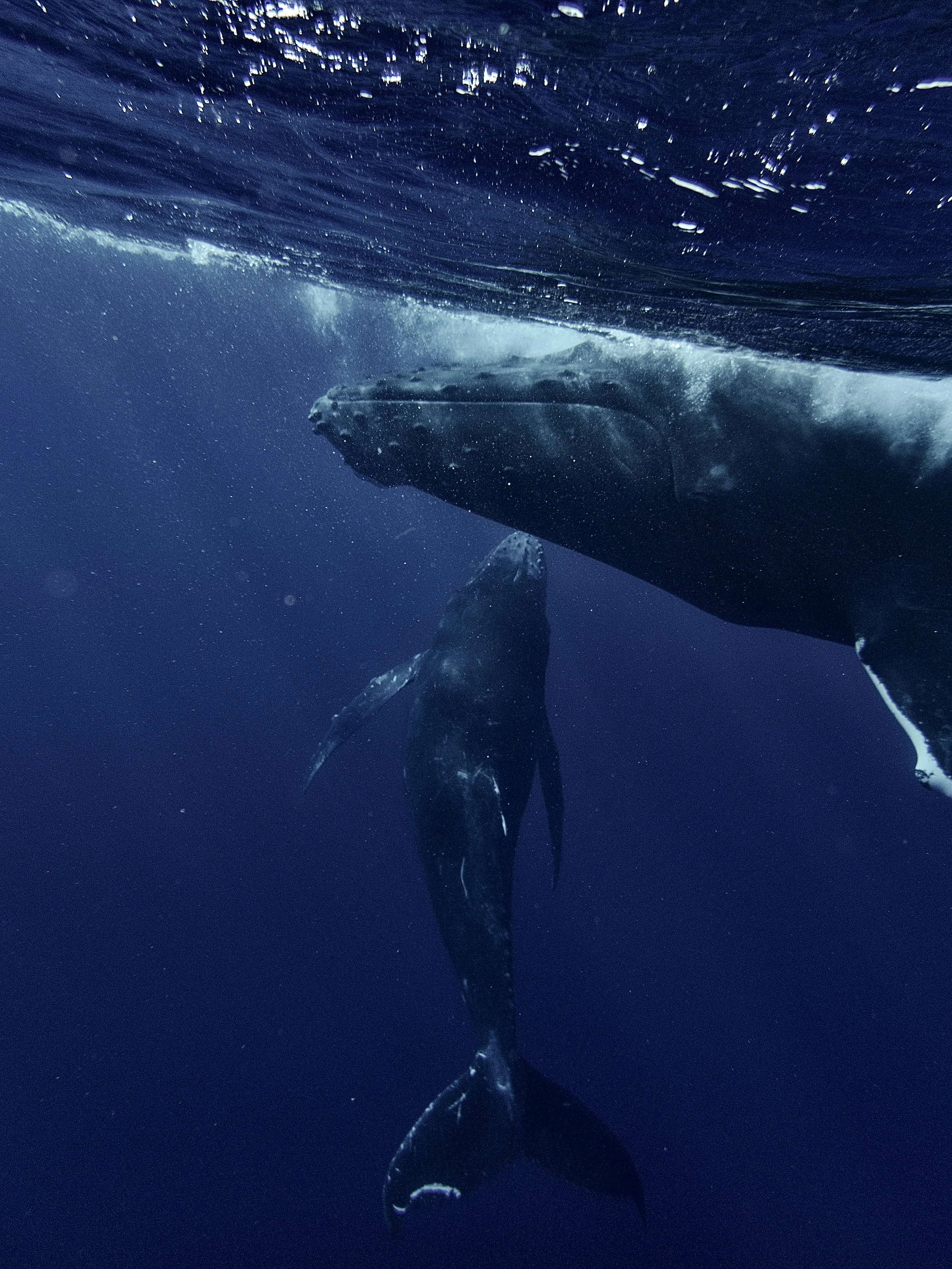 [Ocean film title]