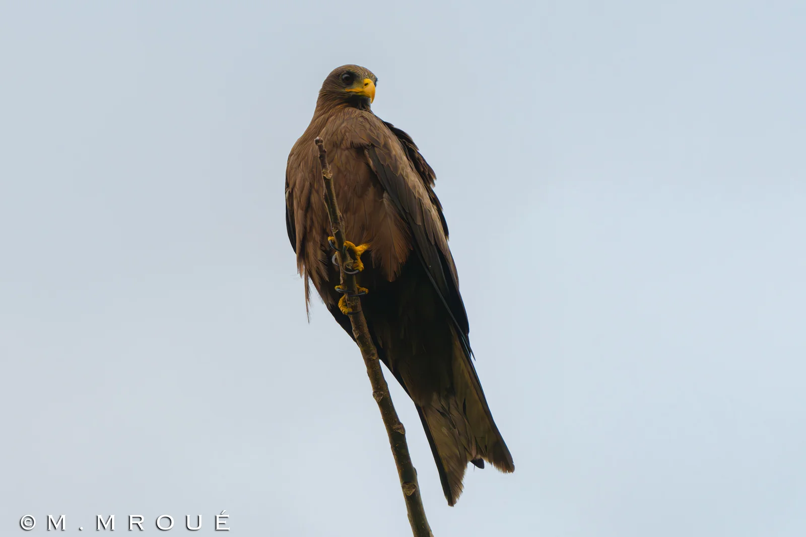 Milan À Bec Jaune (Milvus Aegyptius) 1