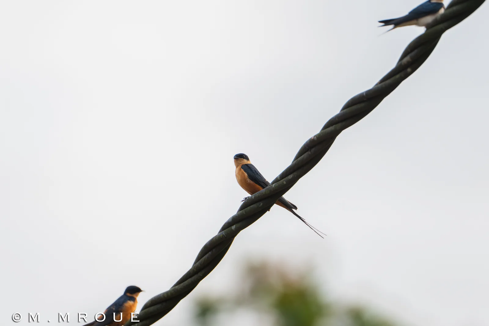 Hirondelle À Ventre Roux Copie