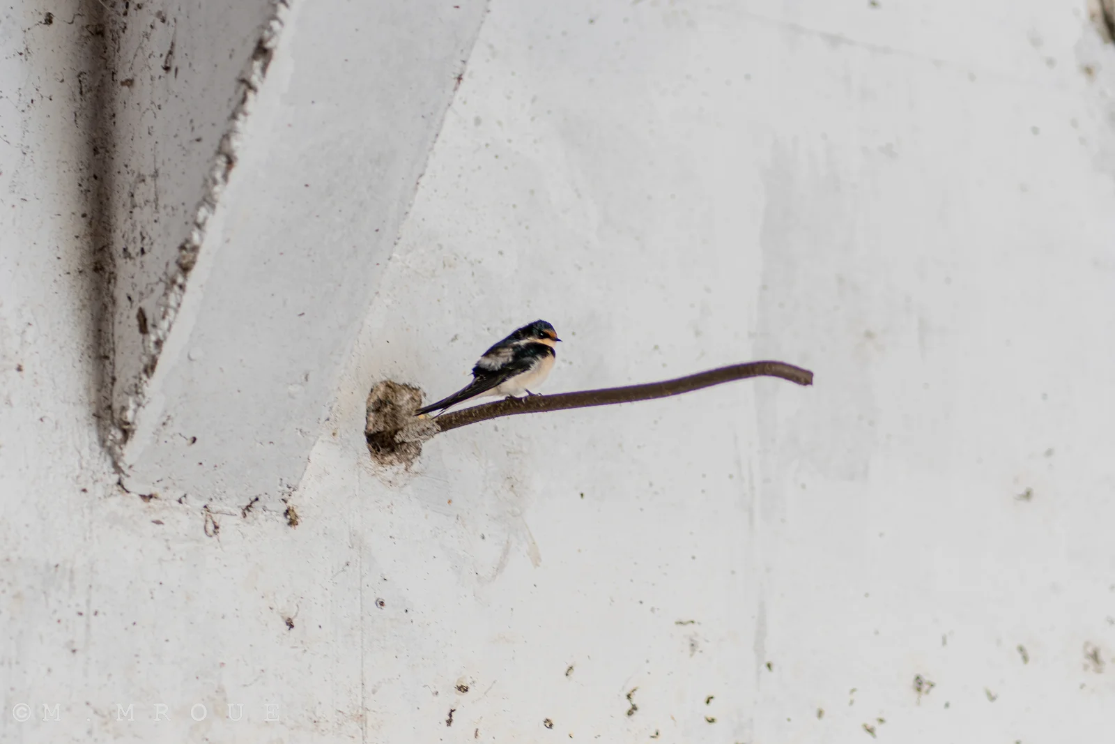 Bebe Hirondelle