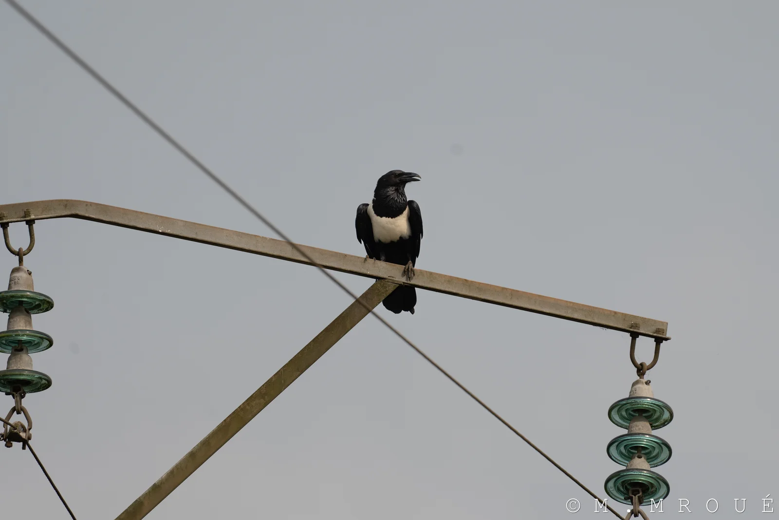 Corbeau Pie