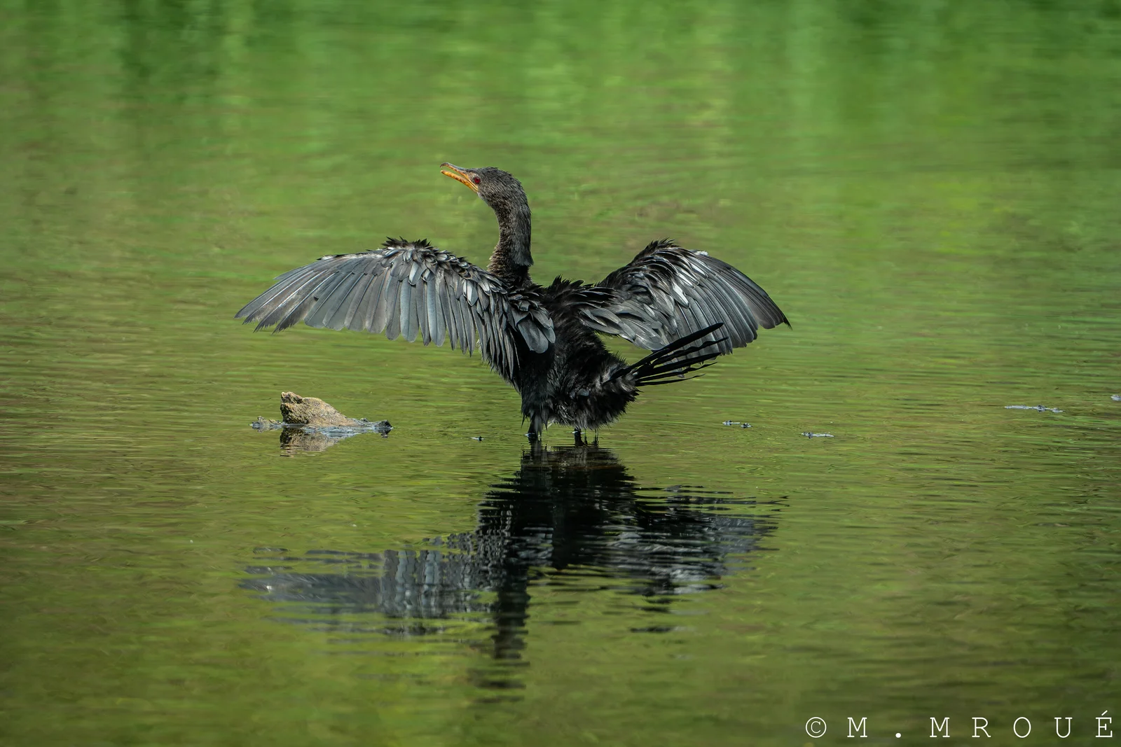 Cormoran Africain