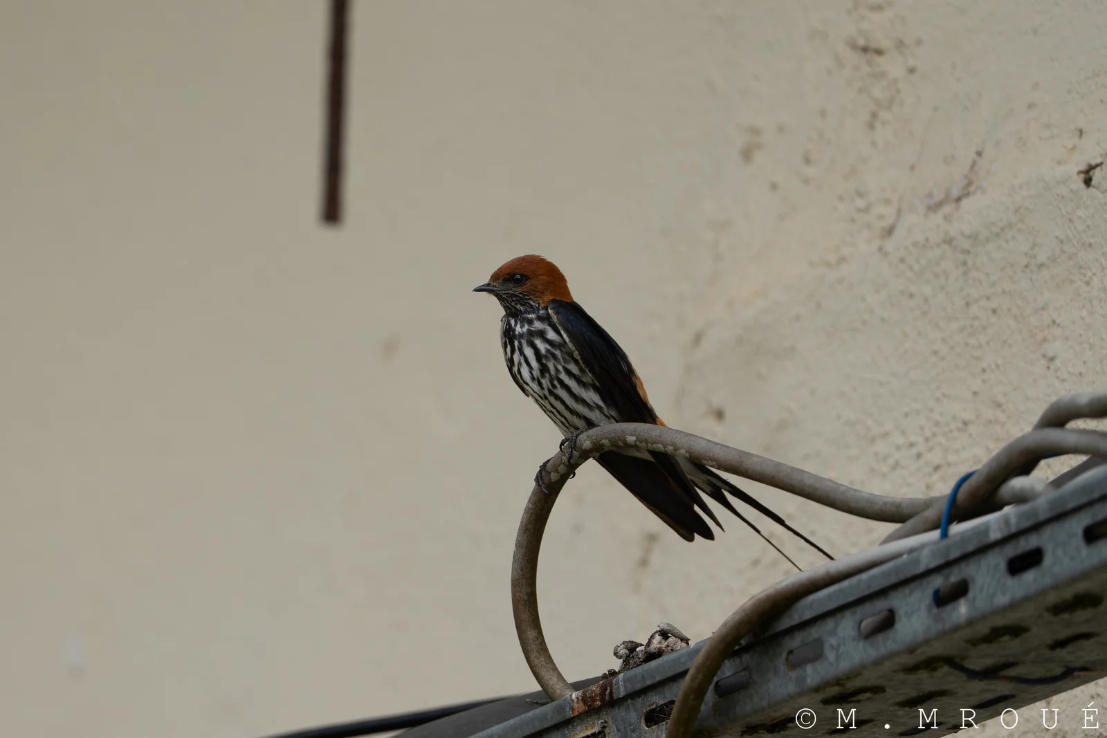 Hirondelle StriéE