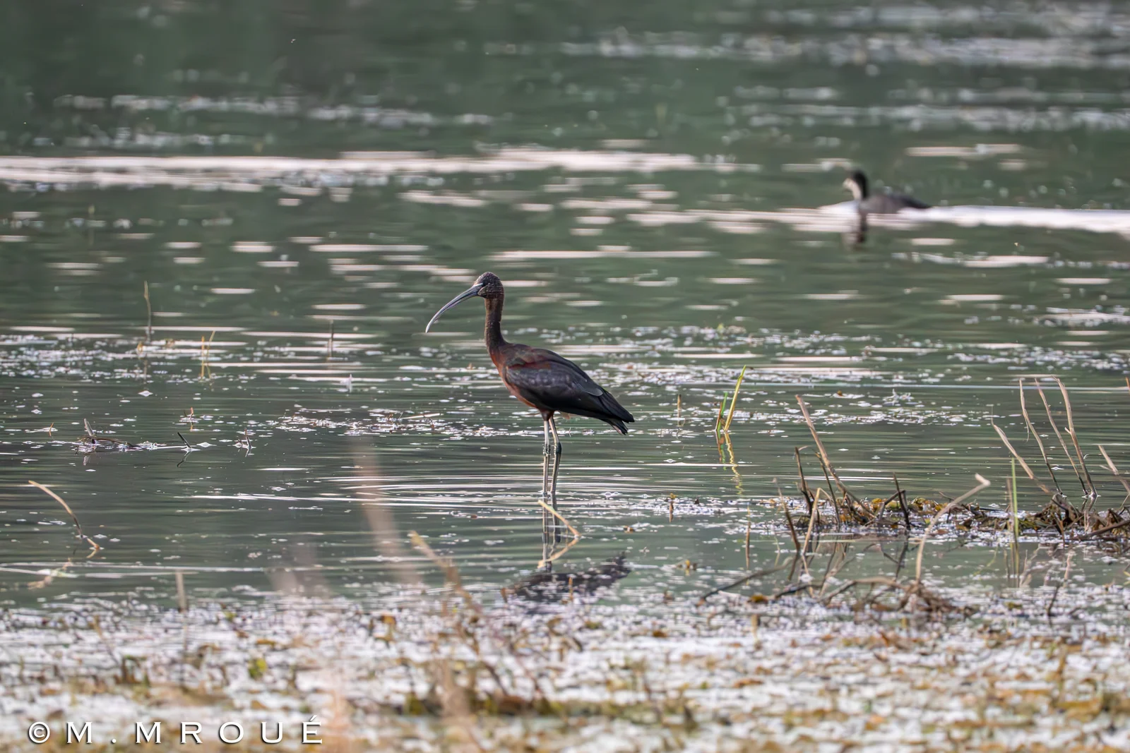 Ibis Falcinelle 1