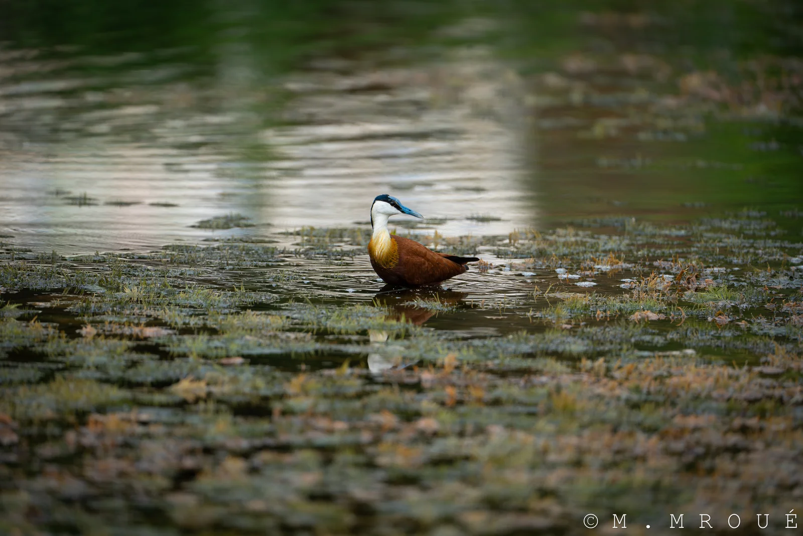 Jacana D'Afrique