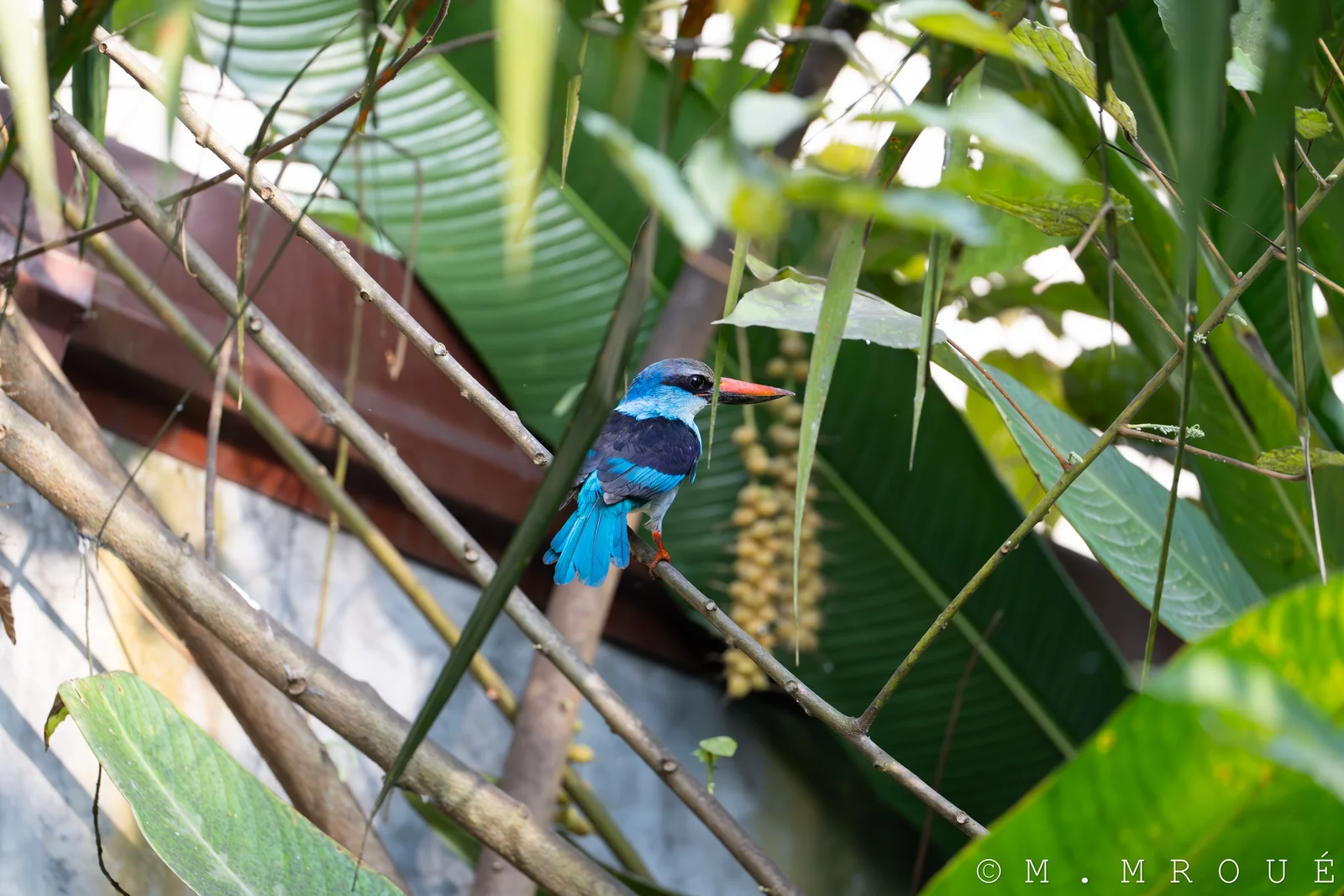 Martin Chasseur A Poitrine Bleu