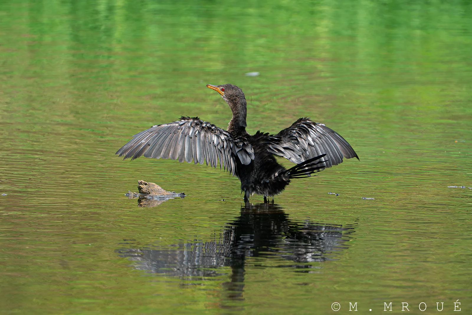 Cormoran Africain 2