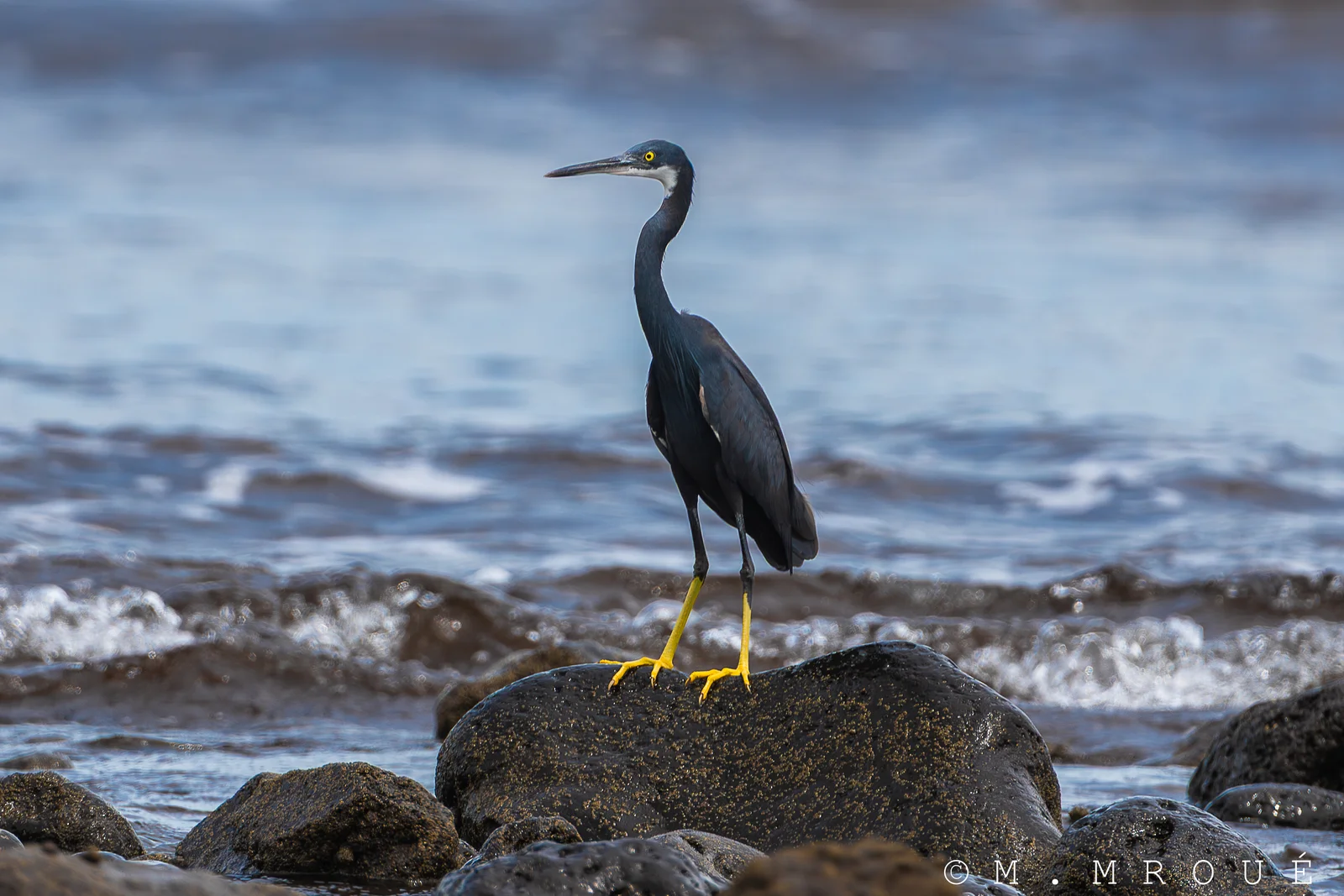 Aigrette Des RéCifs 2