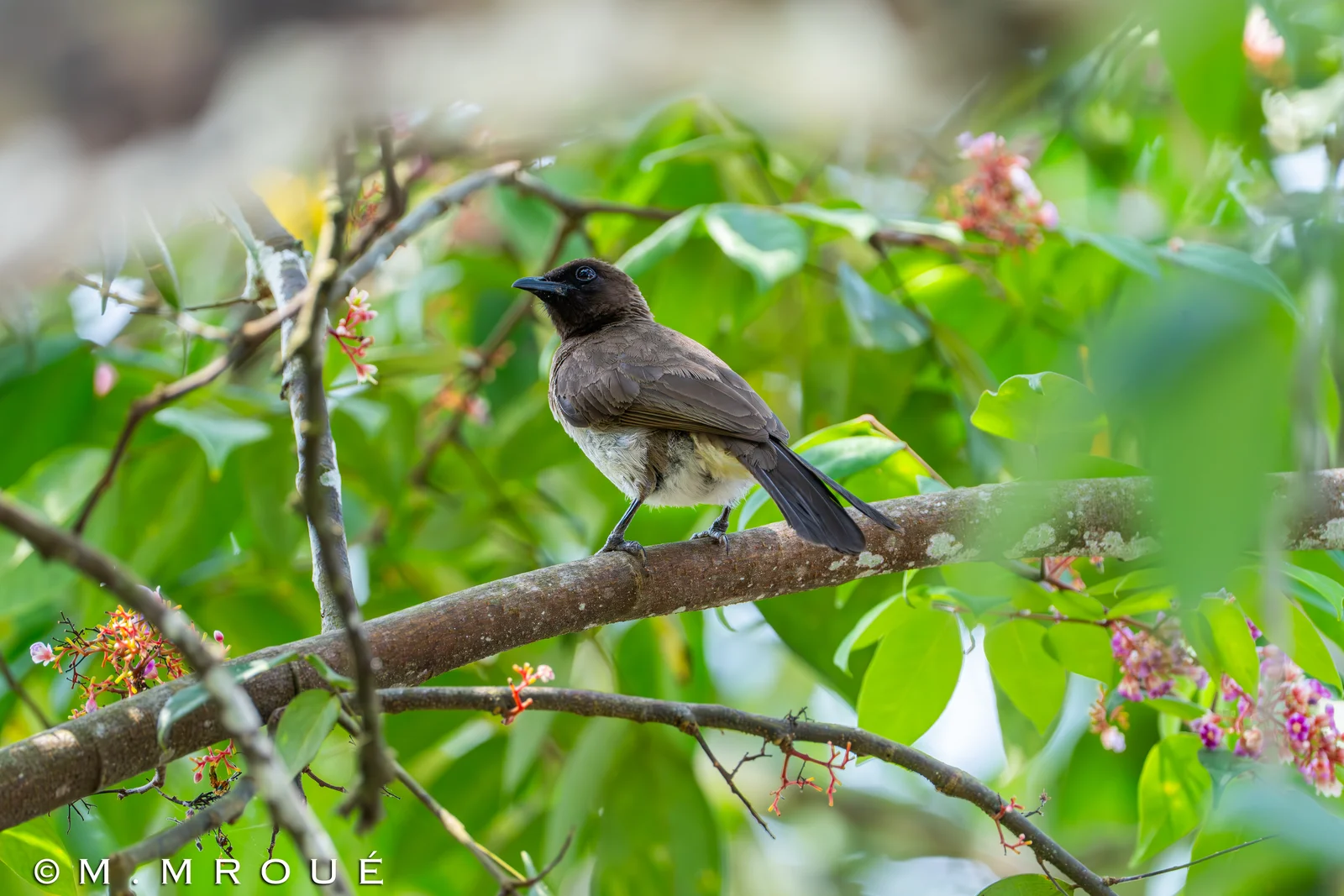 Bulbul Des Jardin 1