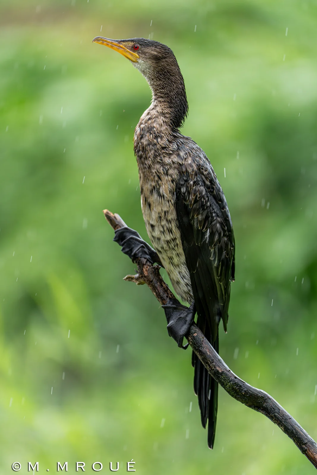 Cormoran Africain 3