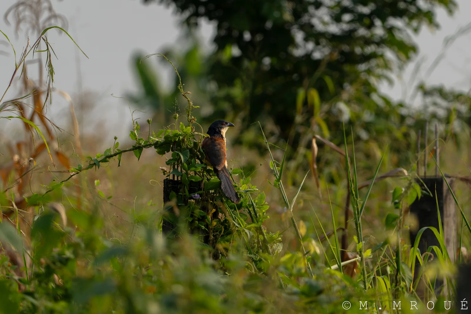 Coucal Du Senegale