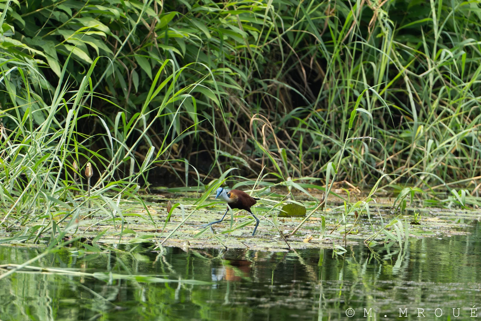 Jacana À Poitrine DoréE