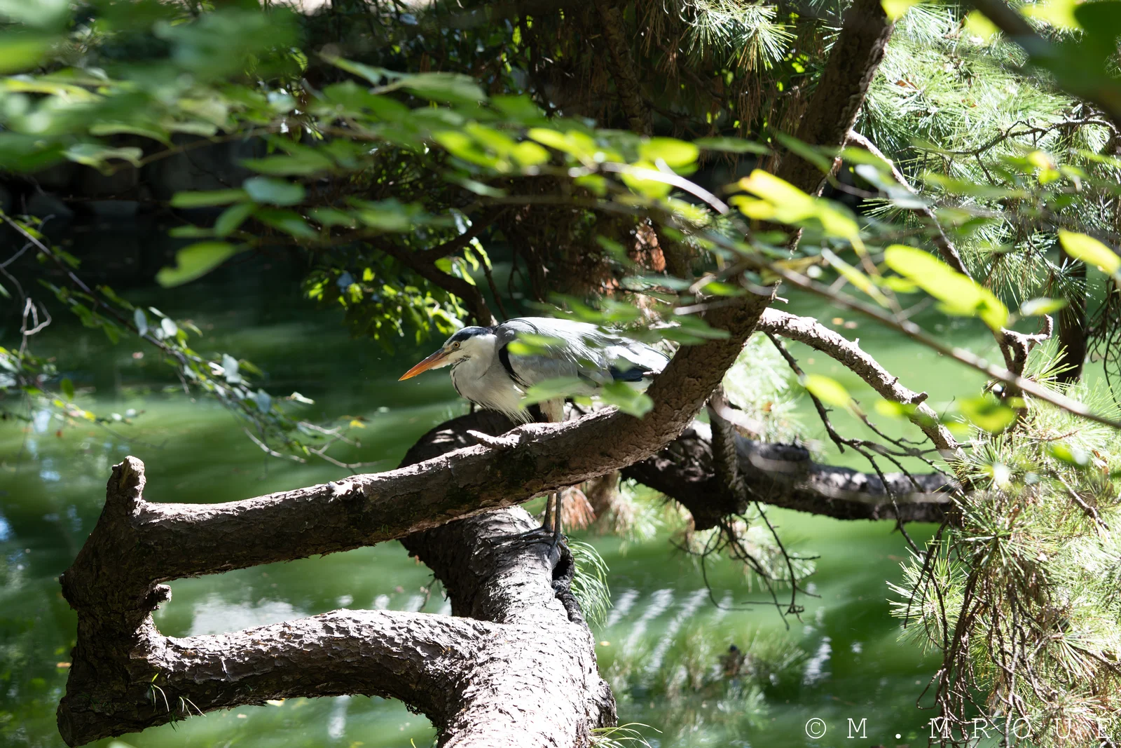 Heron Cendré