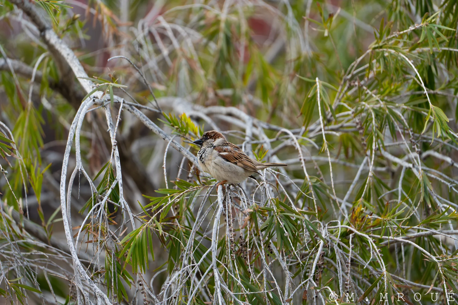 Moineau Domestique