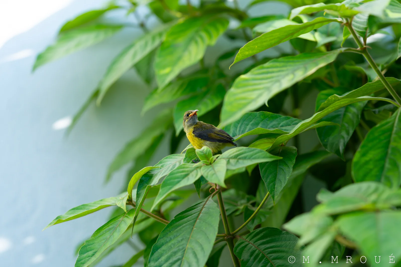 Petit Oiseau 1