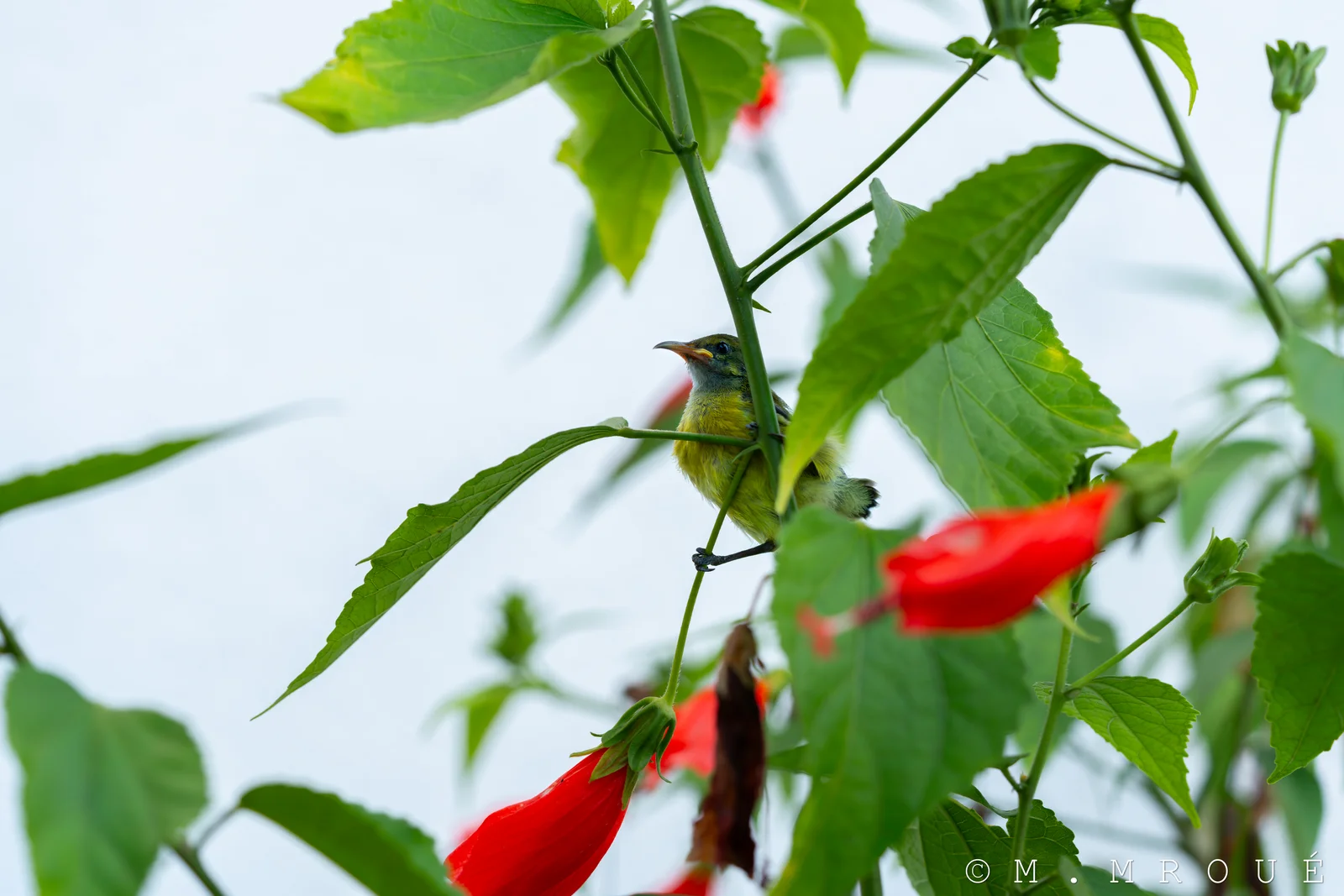 Petit Oiseau 2