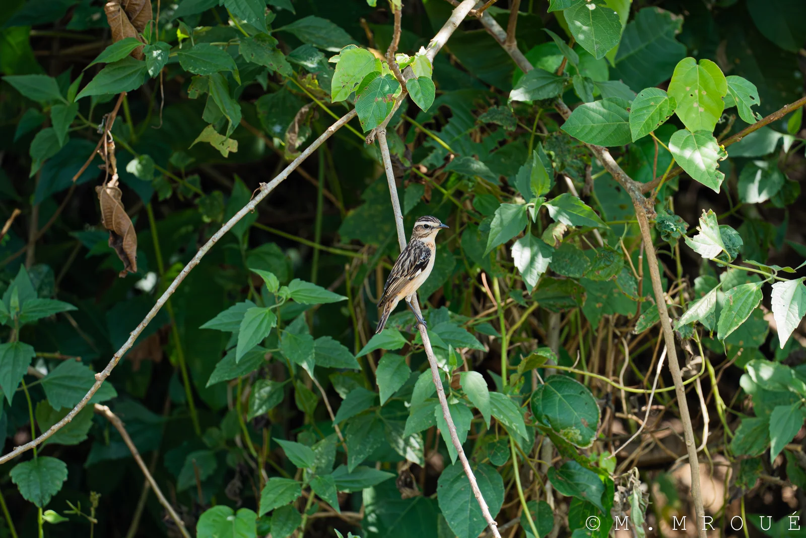Phragmite Aquatique