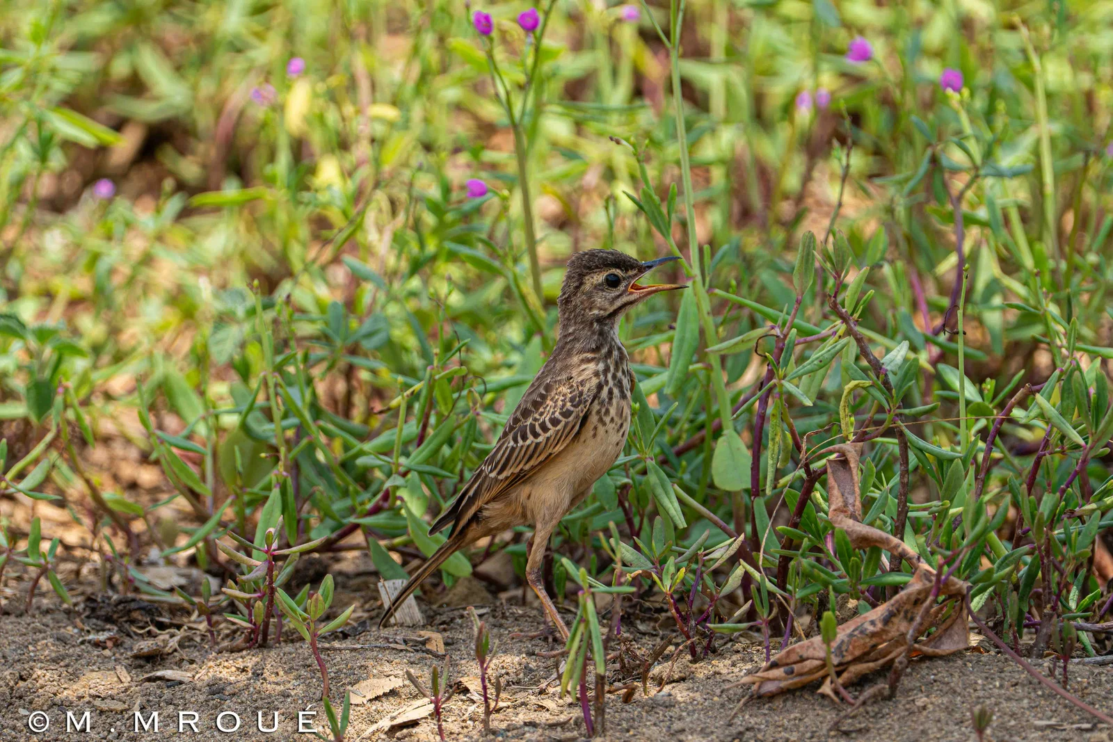 Pipit Africain Juvenile 1