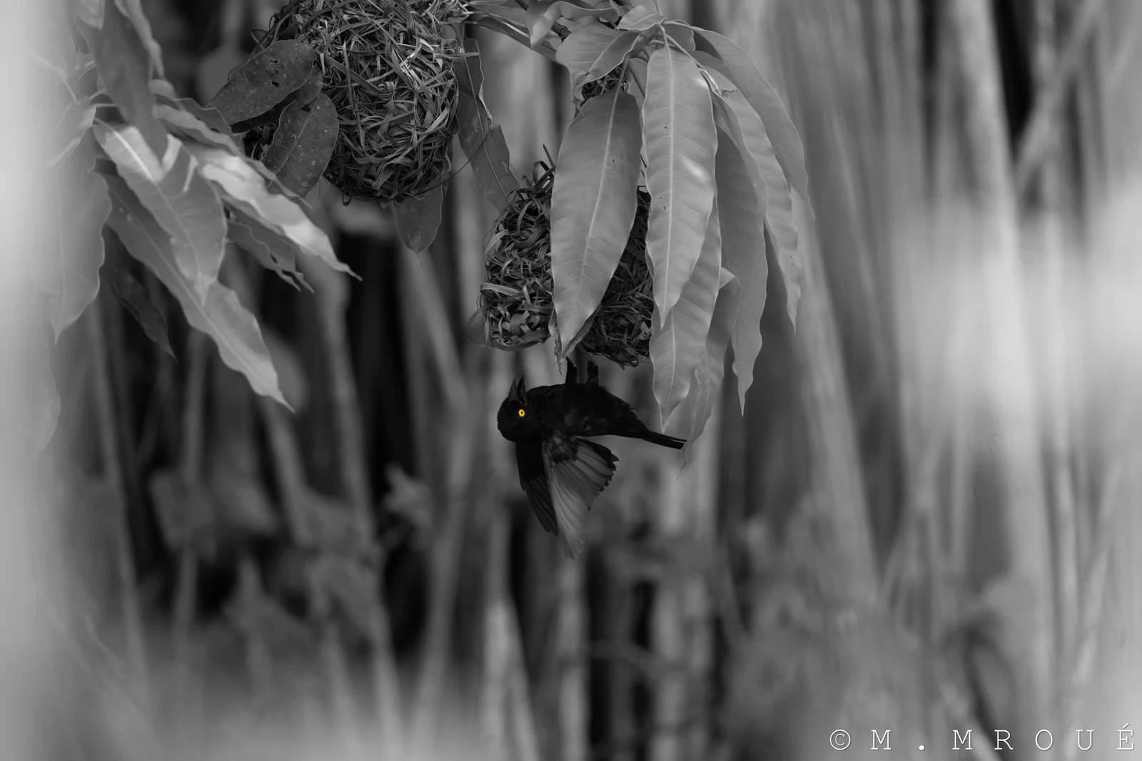 Tisserin Noir