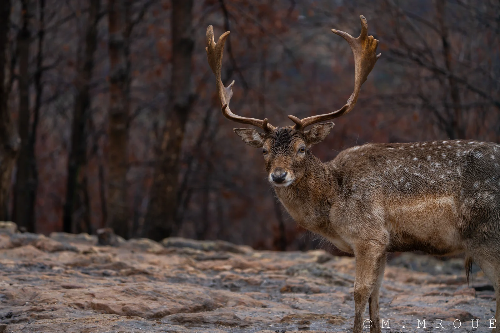 Male Deer 1