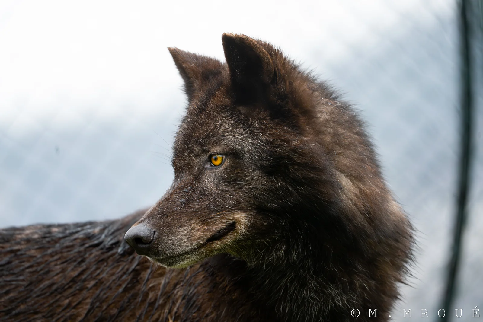 Black Wolf 1