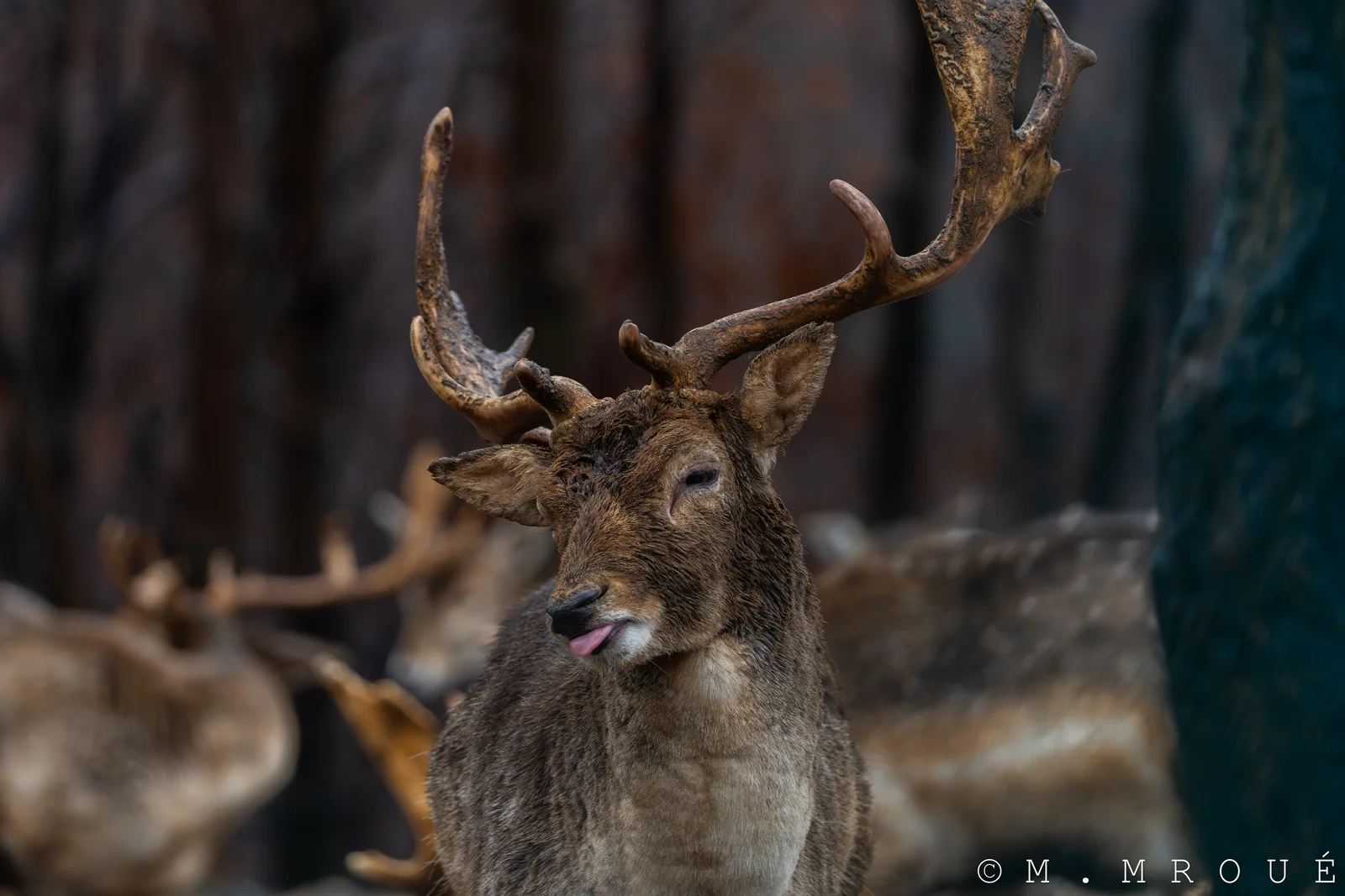 Male Deer 2