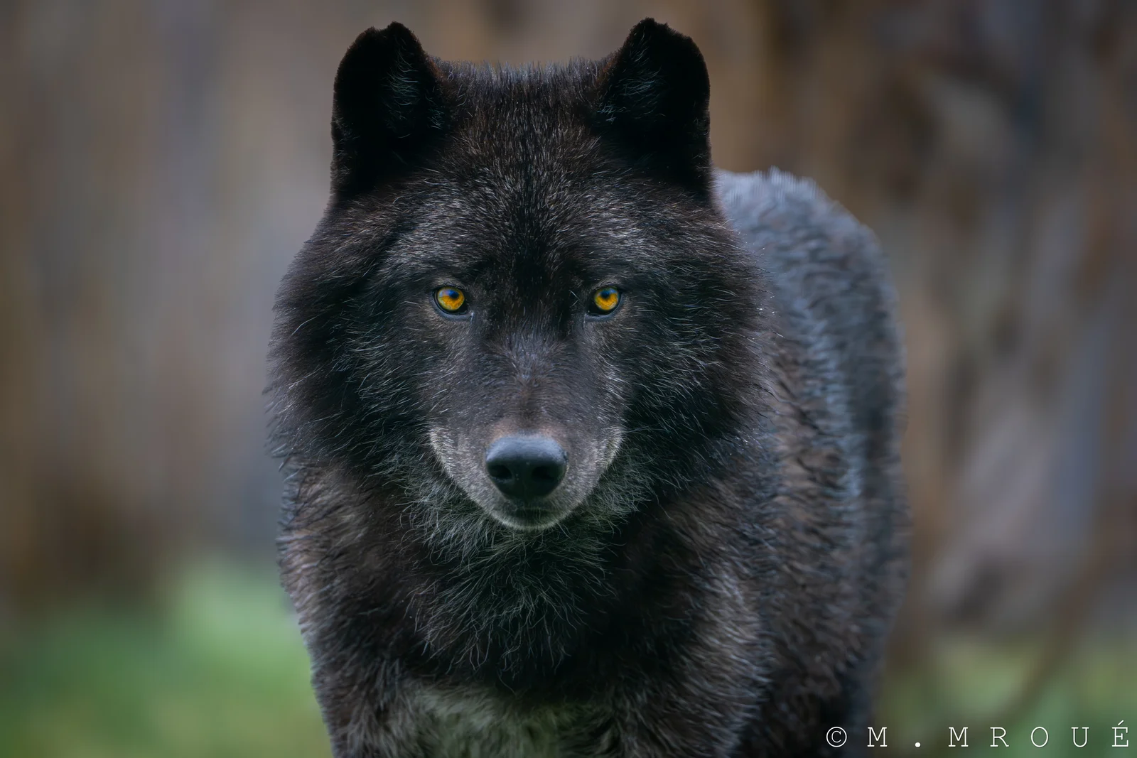 Black Wolf 2