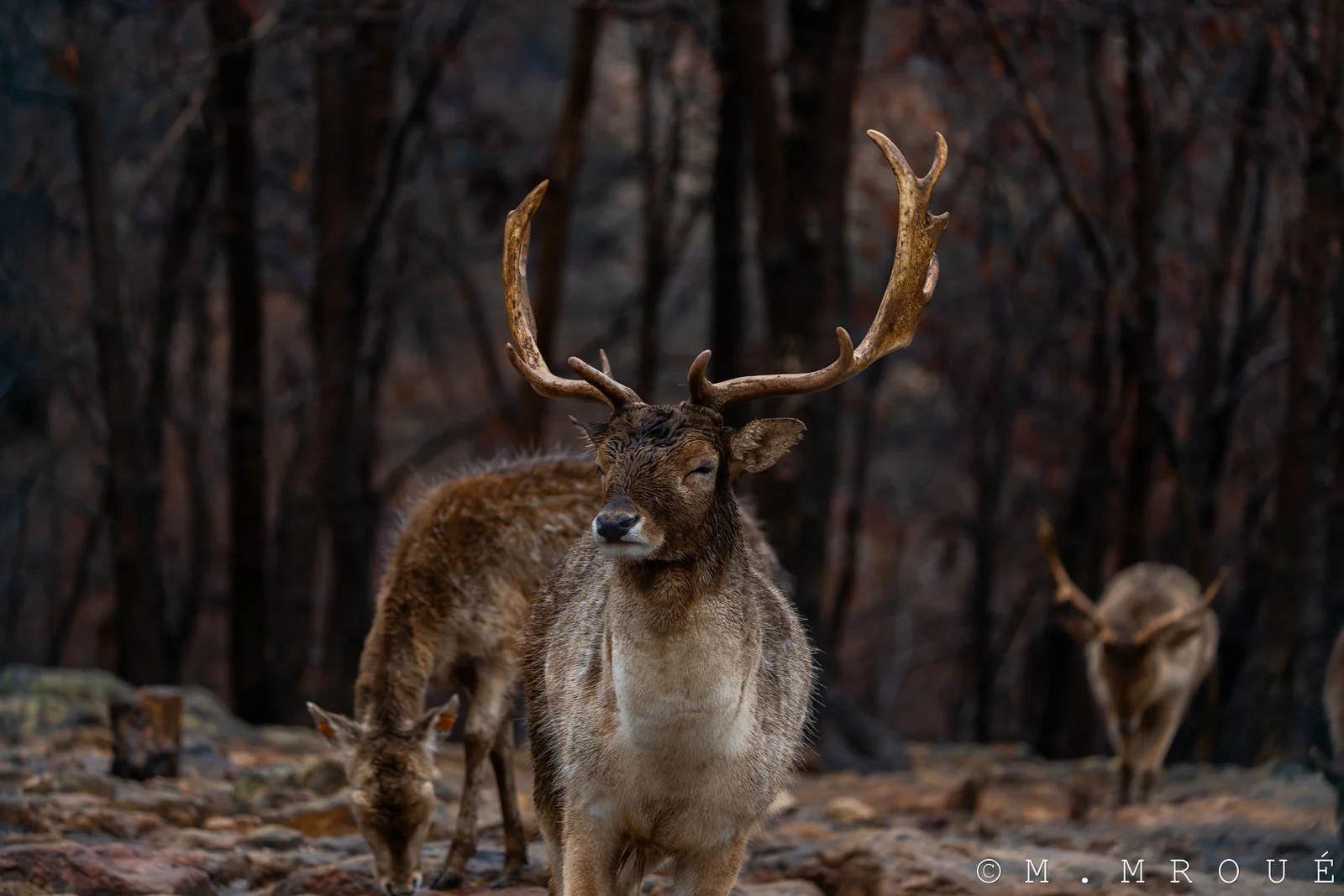 Male Deer