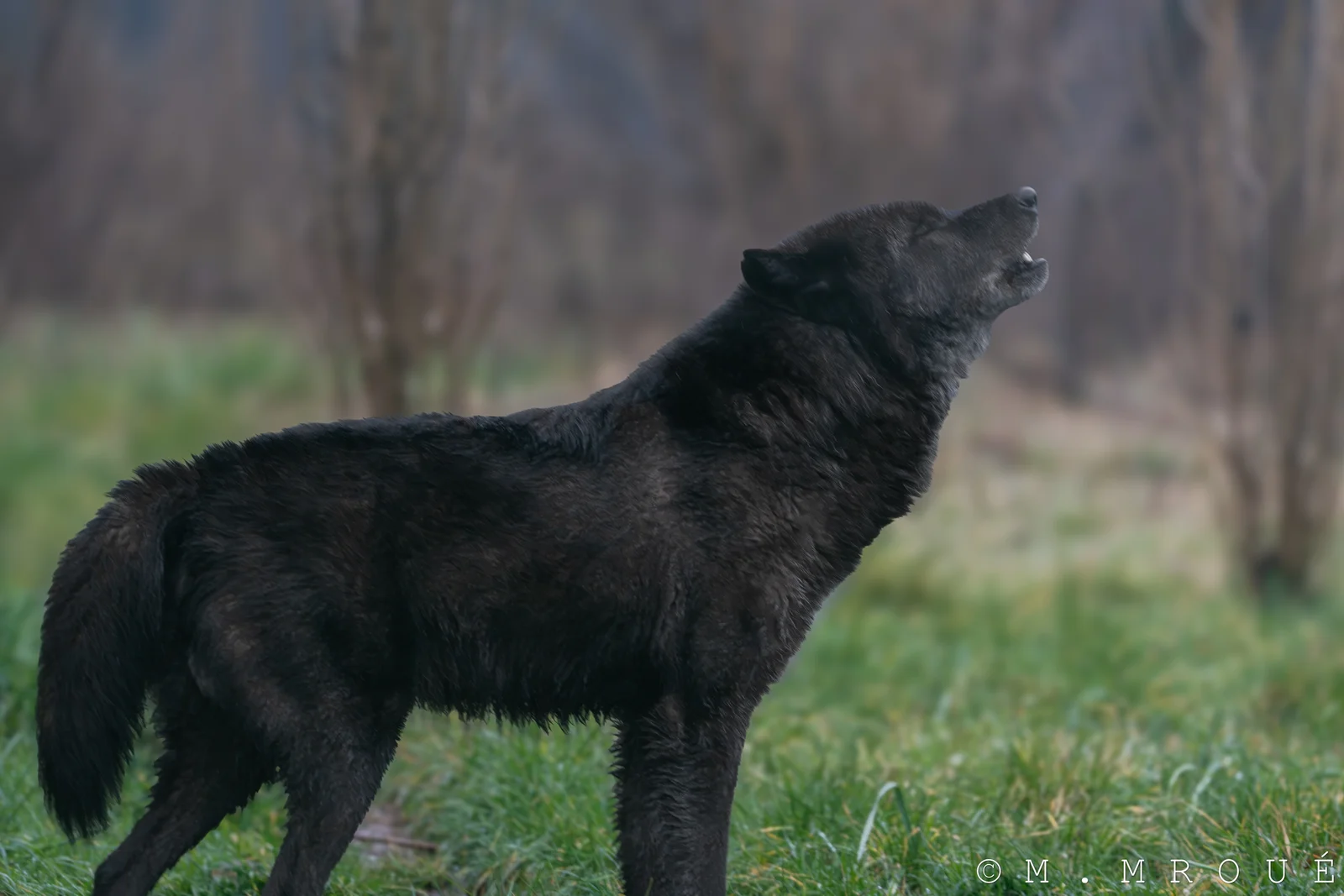 Black Wolf 3