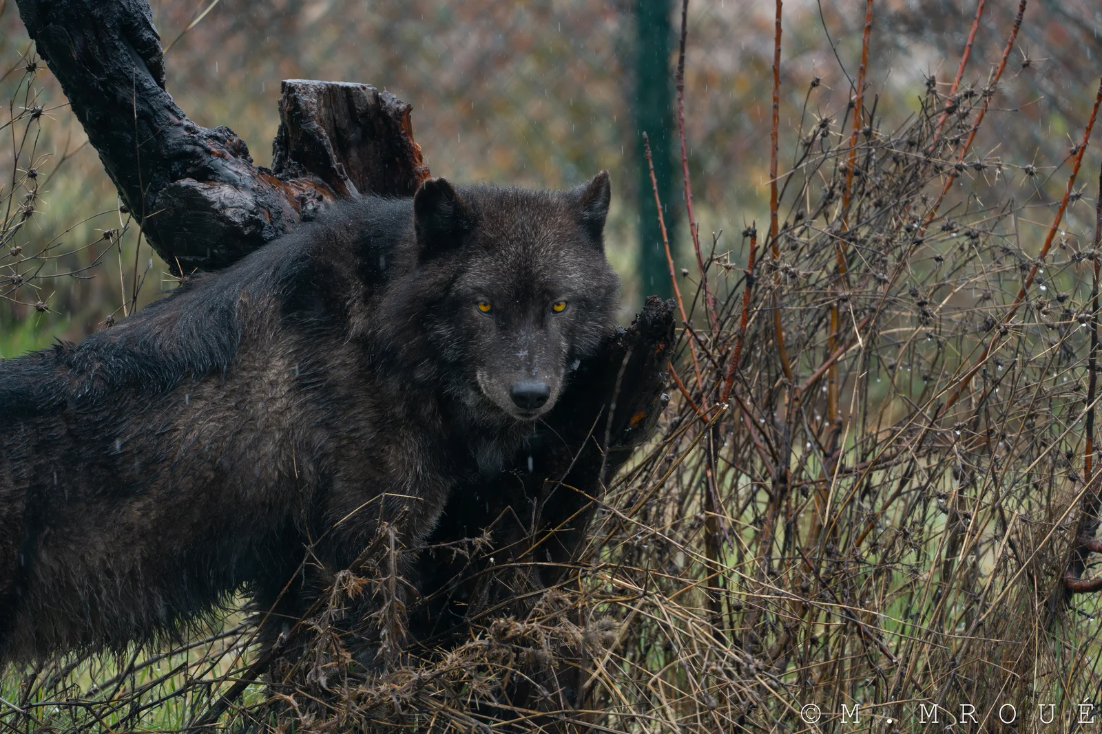 Black Wolf