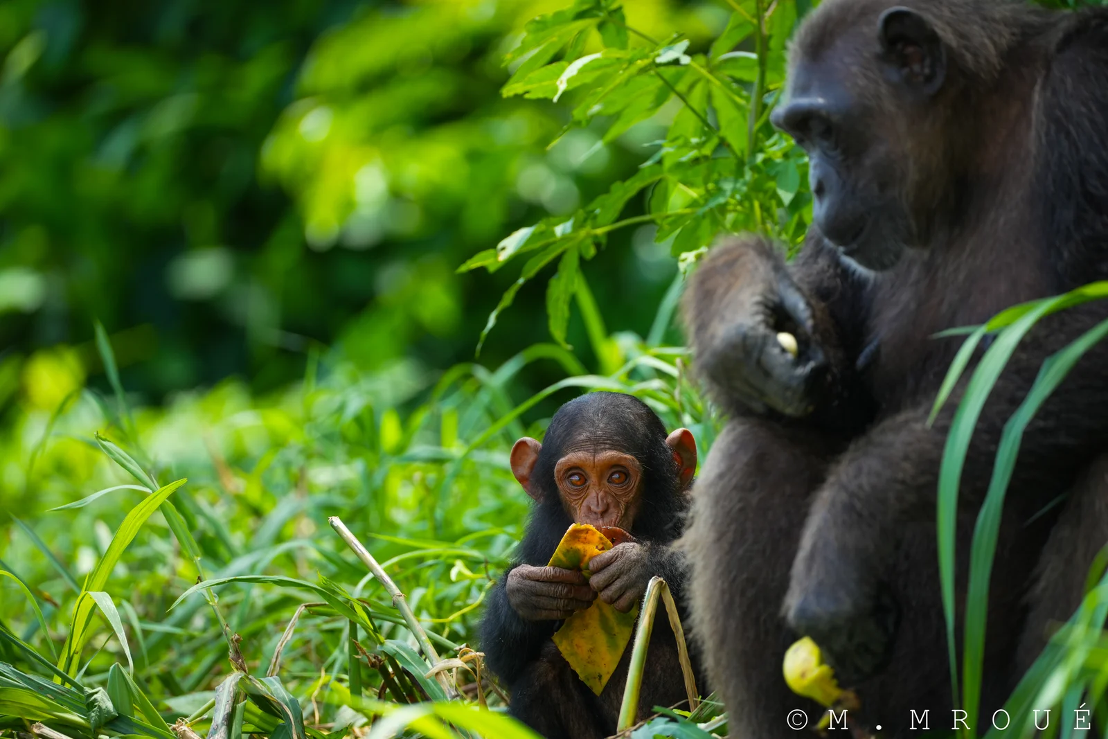 Bebe Chimpanze (Edea)