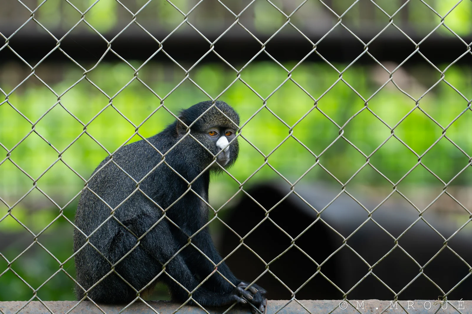 CercopithèQue Hocheur
