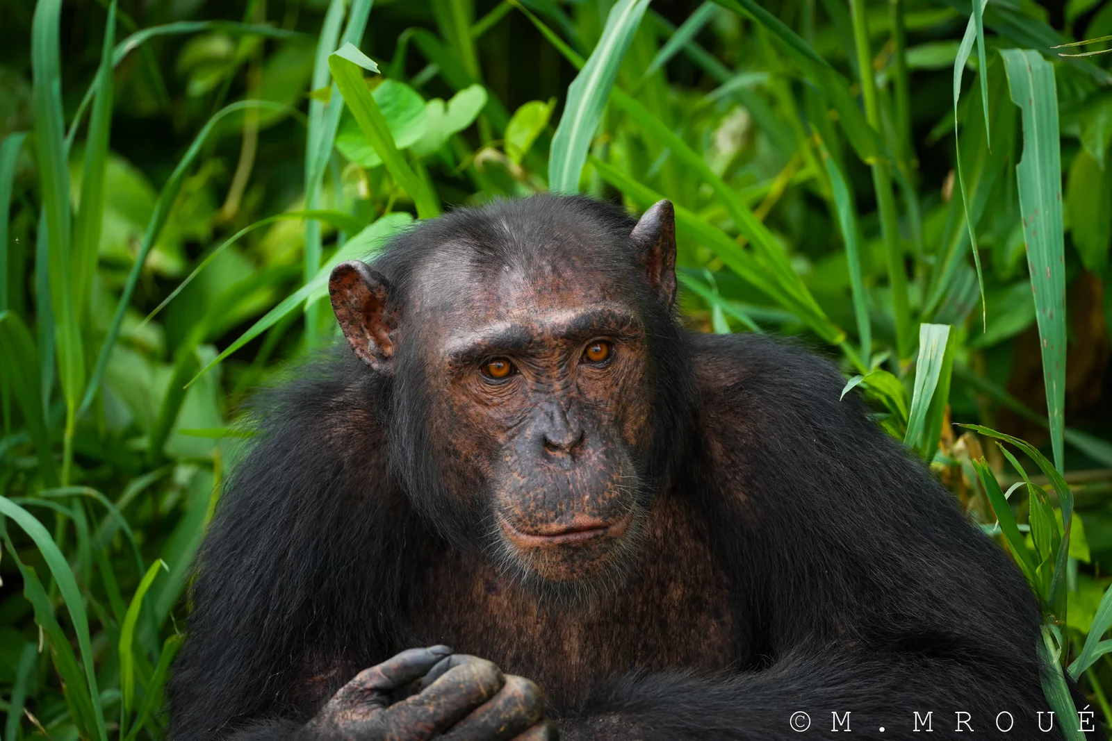 Chimpanze (Edea)