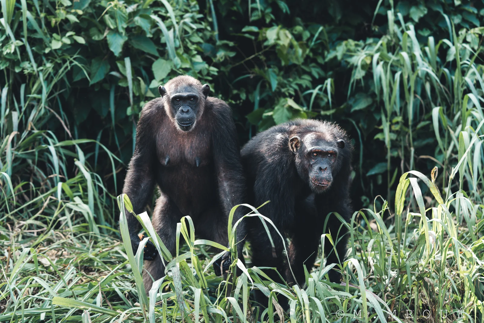 Chimps 1