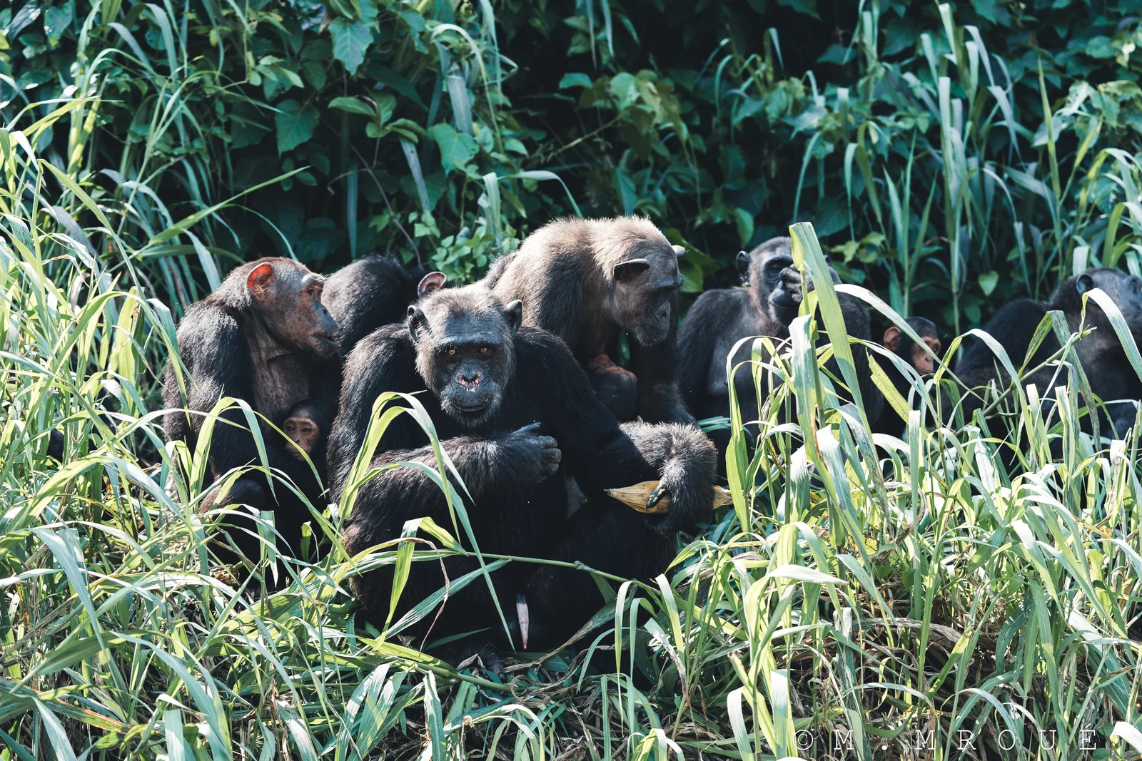 Chimps 2