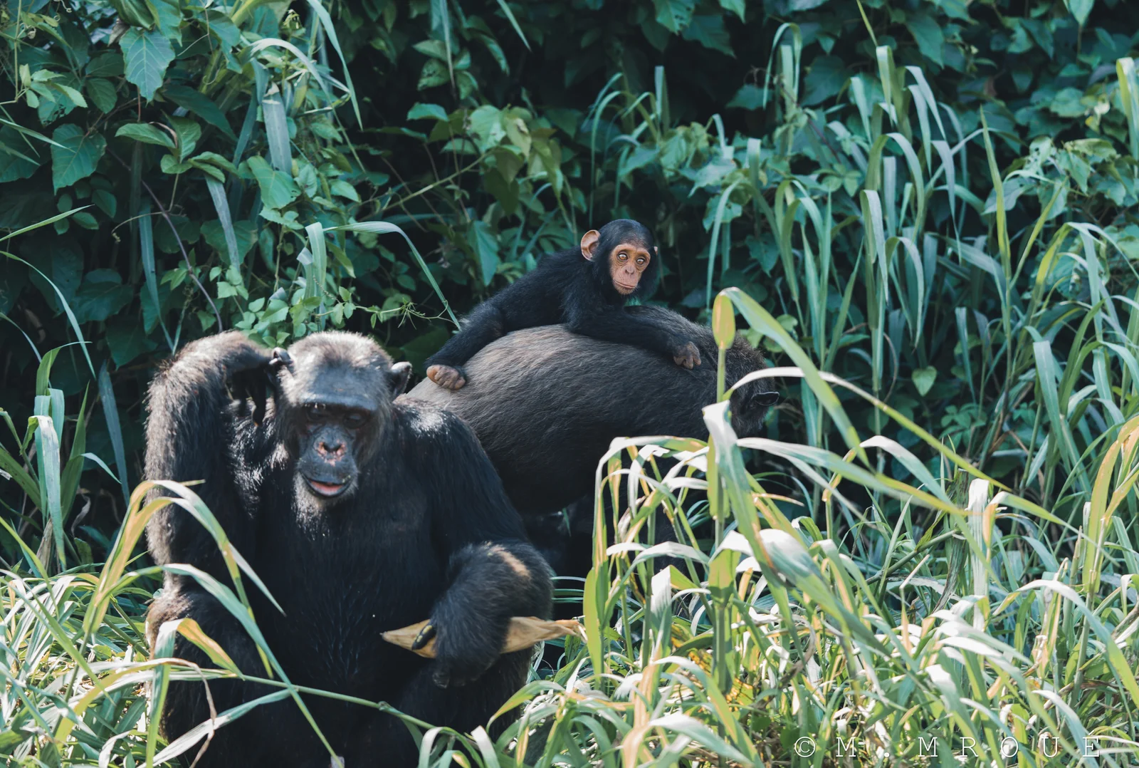 Chimps 3