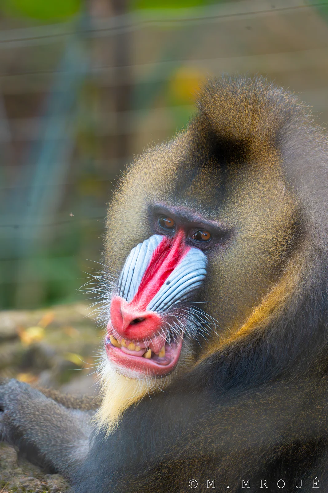 Mandrill