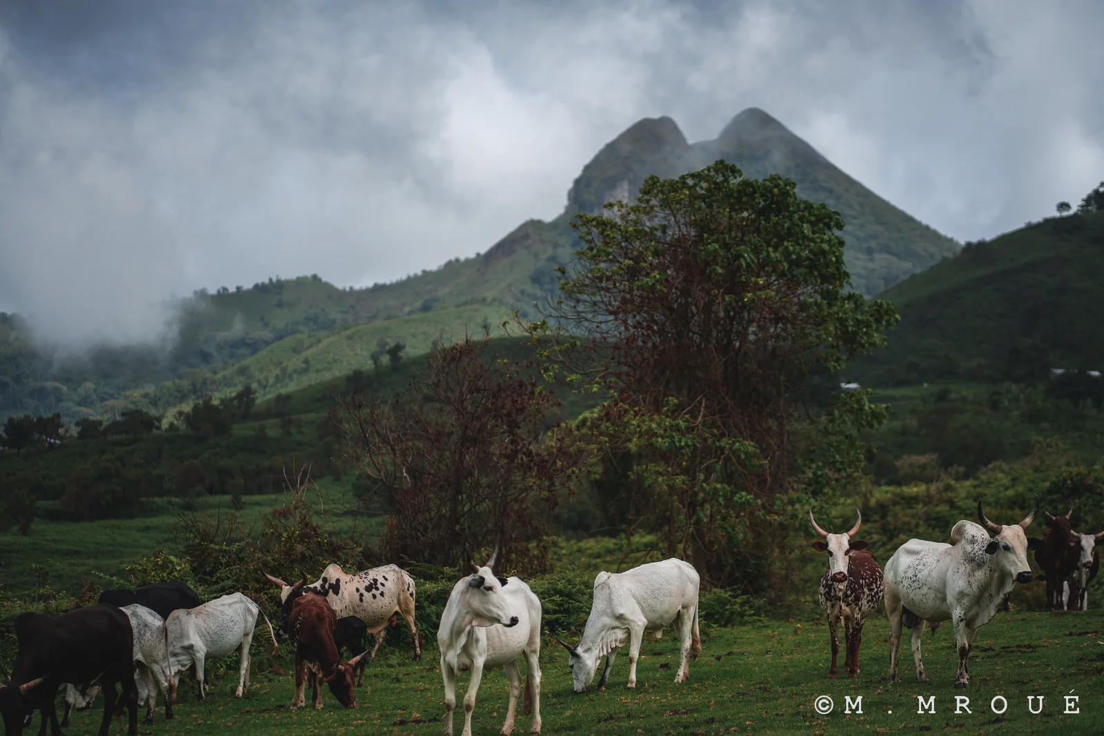 Zebu In Mount Manengouba