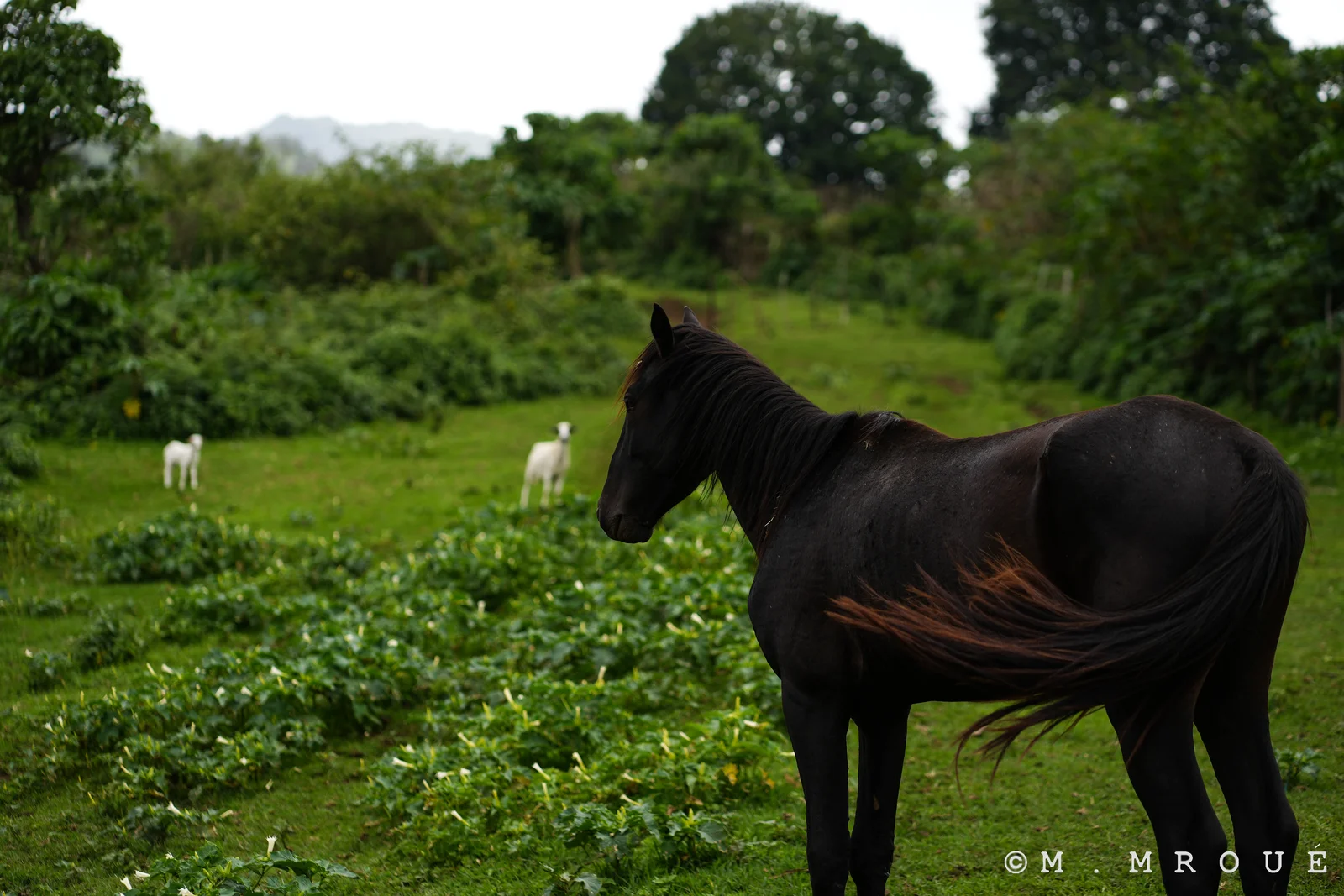 Black Horse Mount Manengouba