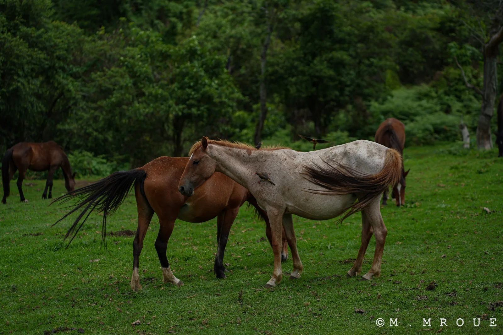 Horses Mount Manengouba