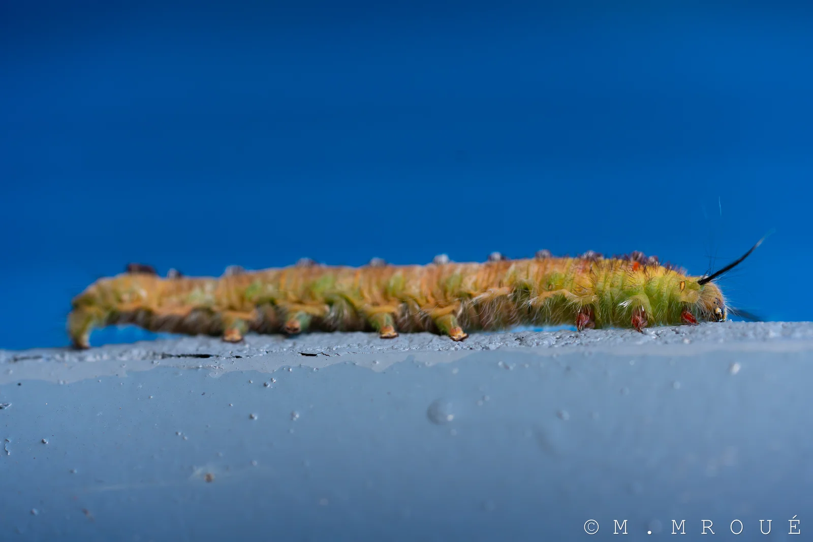 Chenille
