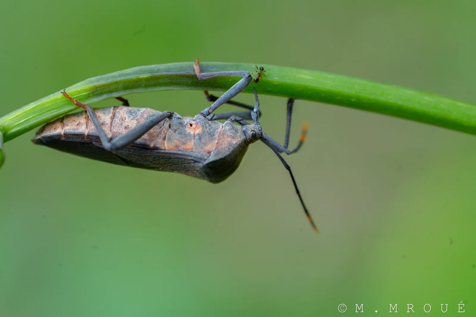 Coreidae