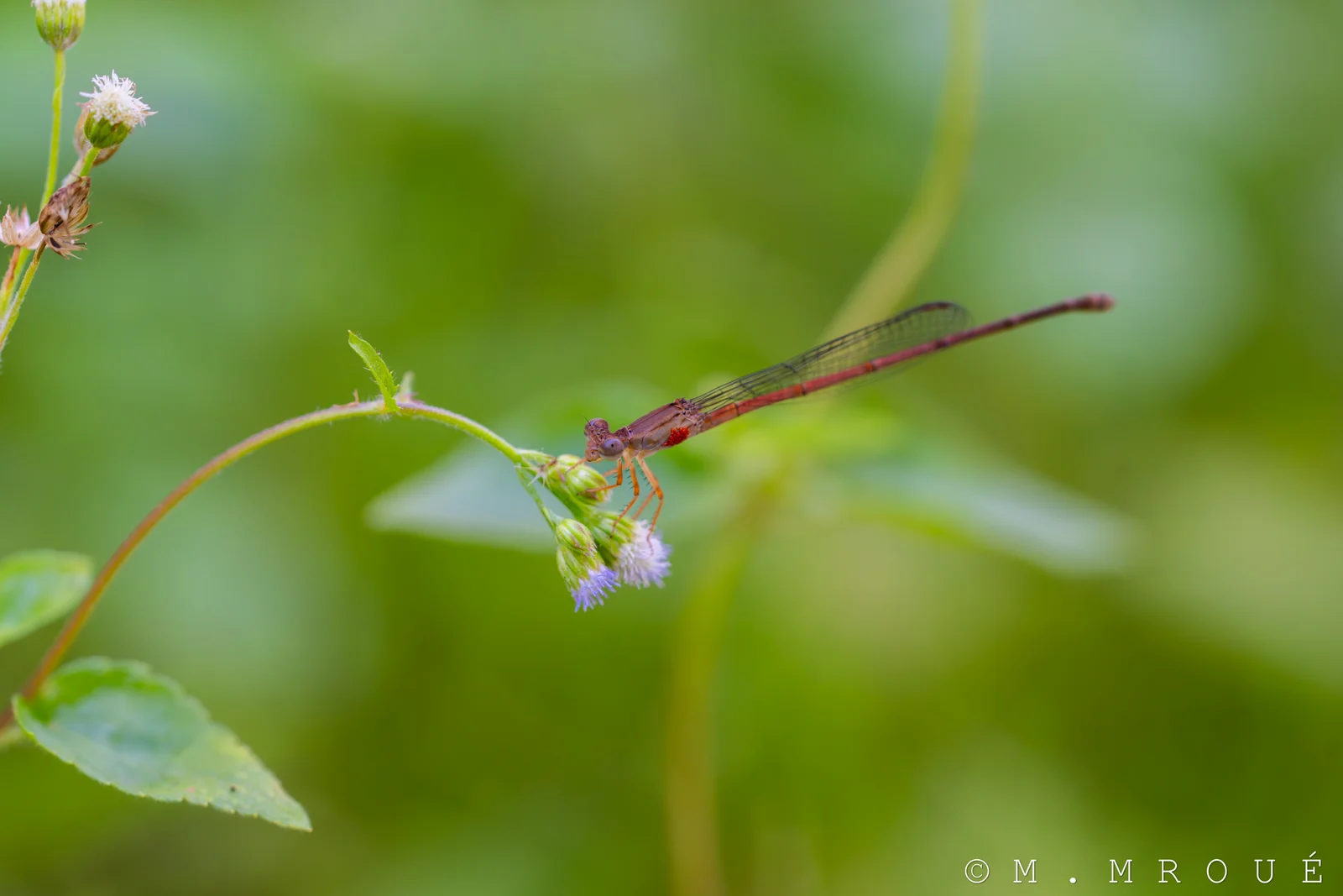 Libellule CéRiagrion DéLicat