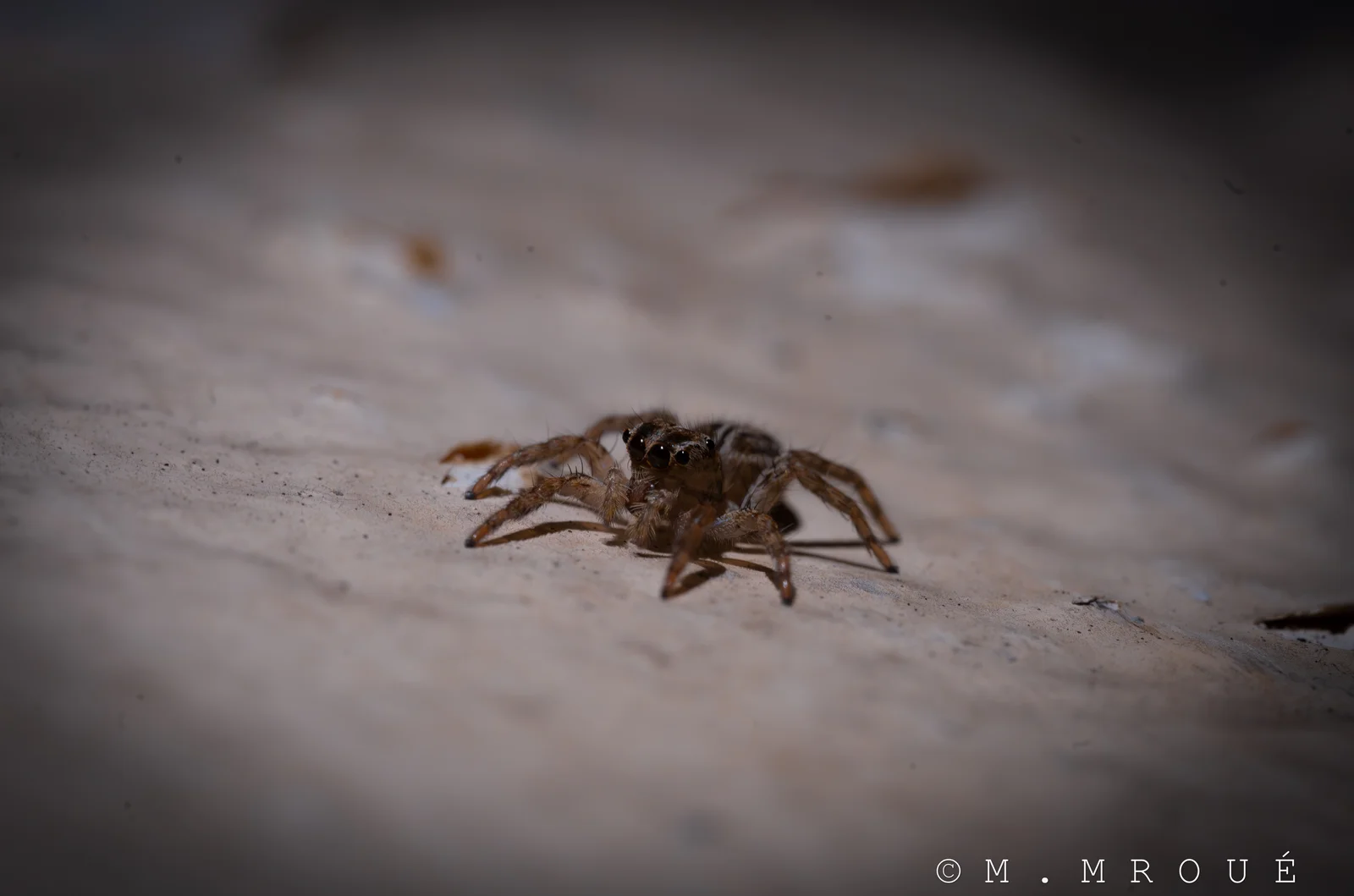 Spider