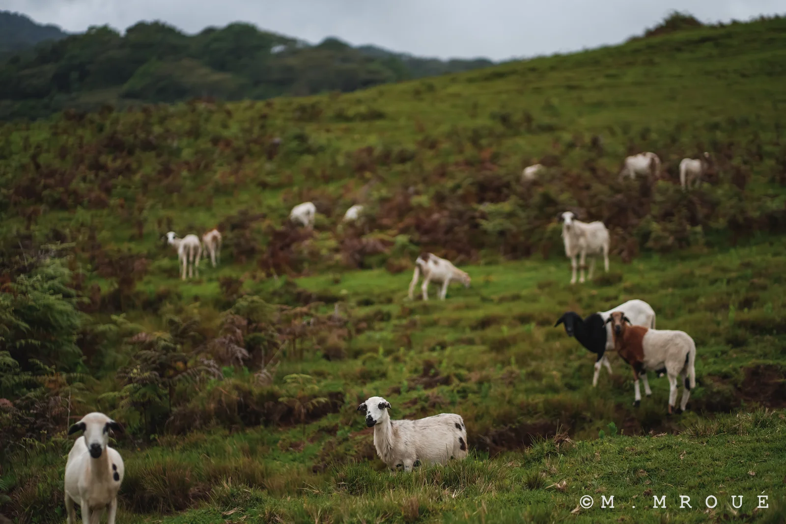 Sheep In Mount Manengouba