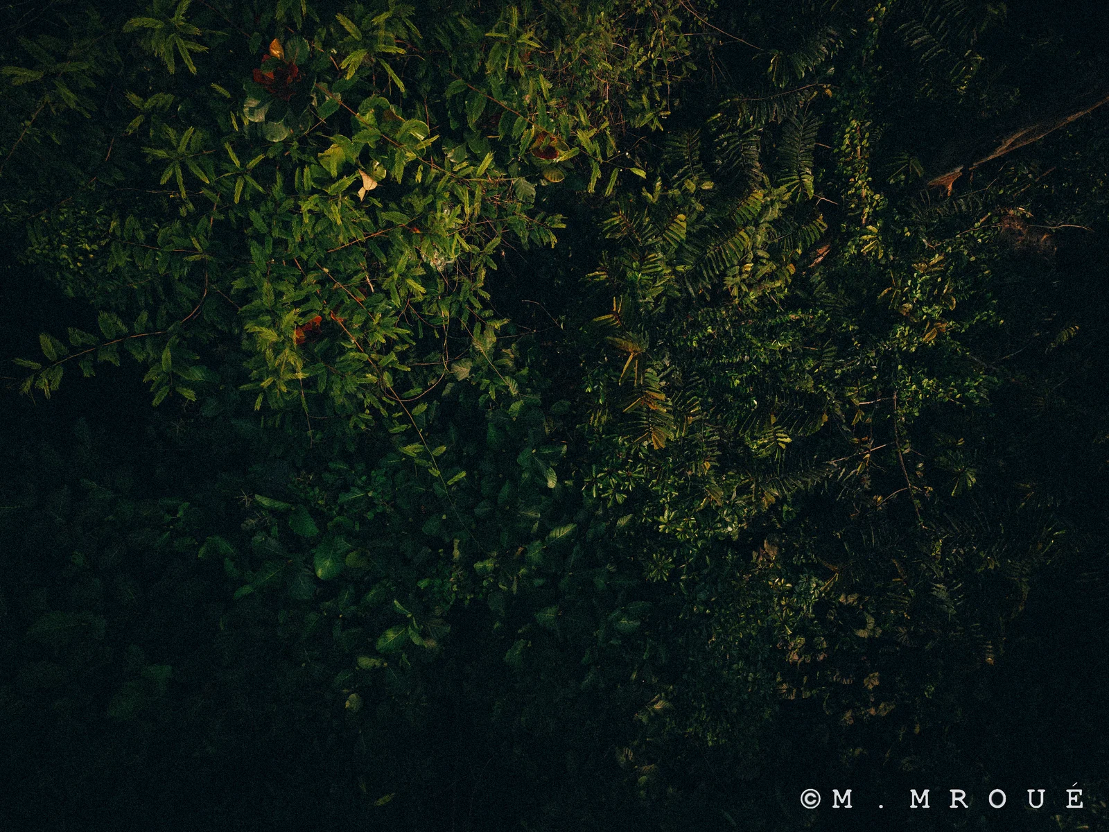 Faune Sauvage